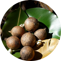 Tamanu-olie